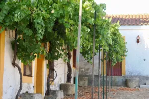 Finca Ganadera De 800ha Cerca De Cáceres