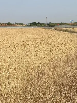 [gestifincarustica] - Tierra calma de  labor