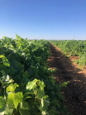 [gestifincarustica] - viñedo en espaldera