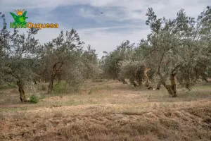 Terreno rústico en Las Gabias. Junto al campo de golf