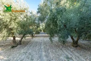 Terreno rústico con OLIVOS y caseta.