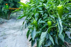 Finca rústica en  término de VELEZ DE BENAUDALLA.