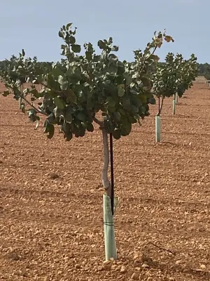 [gestifincarustica] - Tierra plantada de pist
