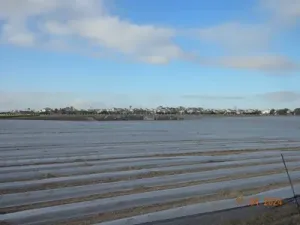 FINCA REGADIO 35 Ha. COTA 120 CAMPO CARTAGENA