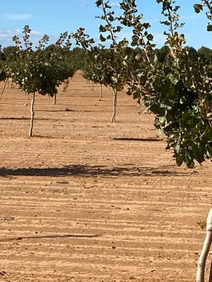 [gestifincarustica] - PISTACHOS