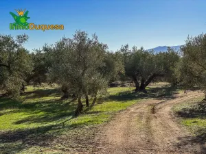 HAZNOS TU OFERTA DE PRECIO!!! Finca rustica de 116,40 hectareas de OLIVAR en Loja.