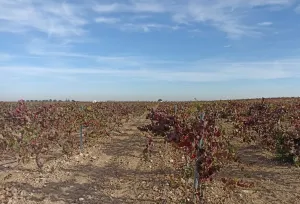 Finca en venta de 9 ha en Tomelloso