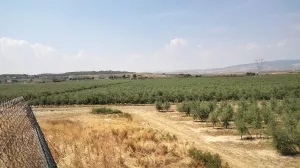 Venda de propriedade com oliveiras superintensivas