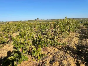 Finca rural Bollullos Par del Condado