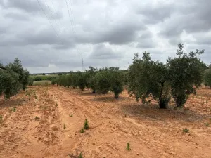 Finca en Almonte Huelva