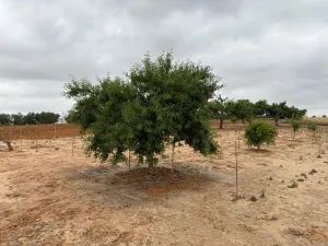 Finca en Bollullos par del condado Bollullos