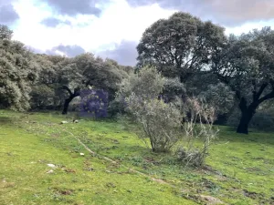FINCA  110 HECTÁREAS EN LA ZONA DE ALCUESCAR
