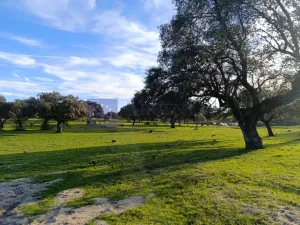 Finca Ganadera de 100 ha en Torrejoncillo