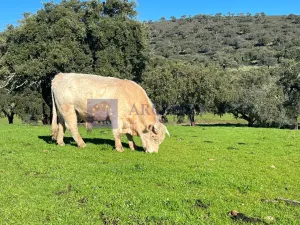 Venta Finca Ganadera, Cinegética y corcho