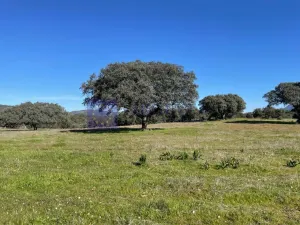 Se vende finca de 340 ha en Montánchez
