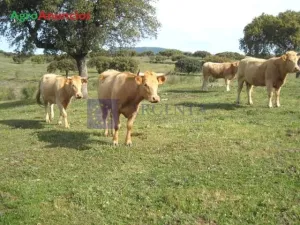 Se vende finca Ganadera y Cinegética 1400 ha