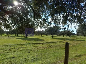 Se vende finca Ganadera 700 ha Navalmoral