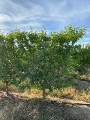 FINCA DE REGADÍO DE ALMENDROS DE 12 HECTÁREAS
