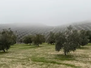 Finca Olivos Espejo (Córdoba)