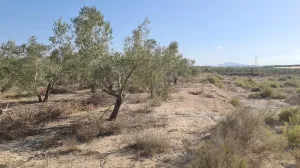 Finca Rústica en Monforte del Cid, Alicante - ¡Una Oportunidad Única! 🌳🌞
