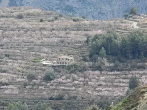 Finca en Tarbena - Alicante