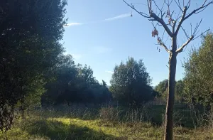 Finca Rústica en Algeciras