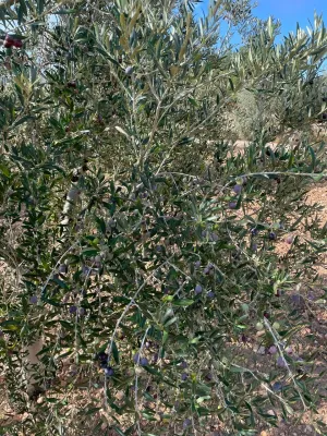 Finca Rústica de 24,5ha Casa 250m2 Nave 300m2