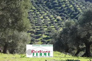 Finca de olivos ecológicos en Pozoblanco.