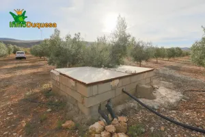 Finca con 3.300 olivos en Cozvijar.