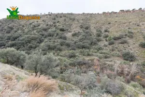 Finca rústica de olivos en Monachil.