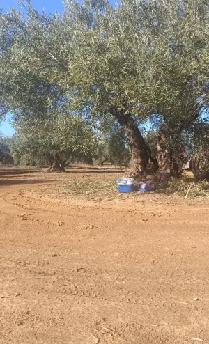 Espectacular finca de olivos en Jaén