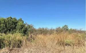 Finca de Regadío en Carmona