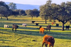 FINCA GANADERA DE 700HA EN EL NORESTE DE CÁCE