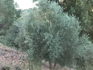 Venta 2 Fincas Deifontes y Cogollos Vega