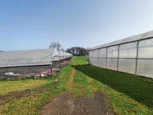 explotación agrícola en Llanera