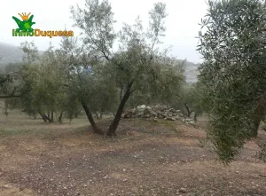 Finca rústica en Peligros con muy buen acceso.