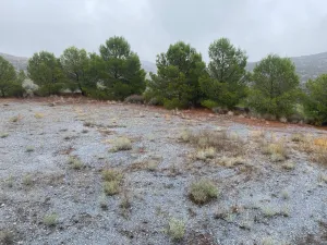FINCA OLIVOS Y PINOS