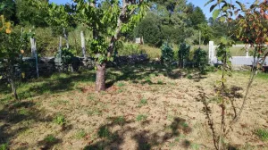 Finca Carballiño con pequeña viña y árboles