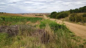 Finca secano en Santa Clara de Avedillo