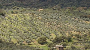 Finca en explotacion Ciudad Real Ref. 1545