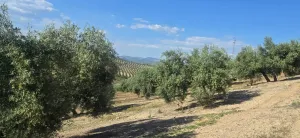 Fica Olivar Regadio en venta