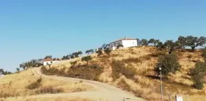 Dehesa Tamujoso | 650 ha de dehesa productiva con explotación ganadera y cinegética en Huelva
