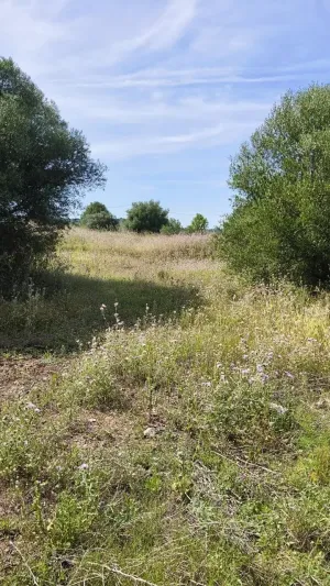 FINCA RÚSTICA EN L'ALCUDIA DE CRESPINS
