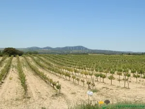 finca en venta 544 has. labor viña caza mayor