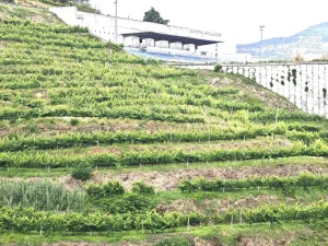Finca en Resende
