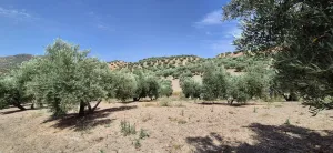 Finca Olivar 100 olivos