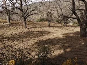 Cortijo Nuevo Bayarcal