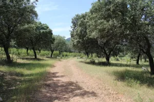 Finca de caza, ganadera, agrícola. Ref. 1548