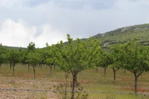 Finca recreo, caza e hípica Ref. 1547