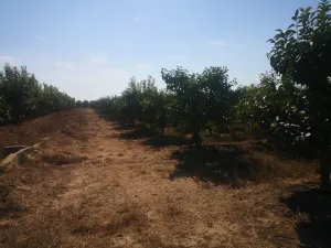 Finca agrícola de 2,24 ha - 27 hanegadas